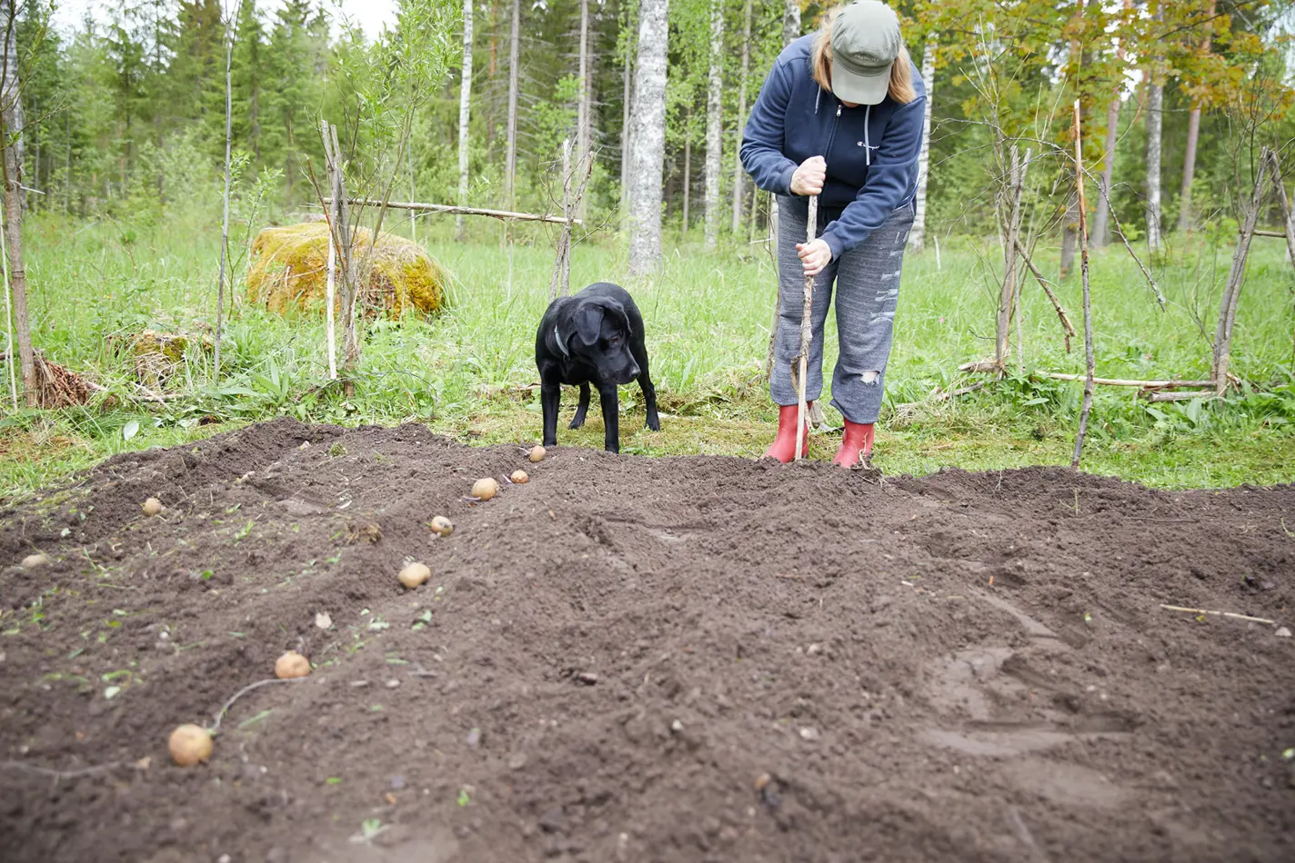 perunanistutus-mökkiKati-32.jpg