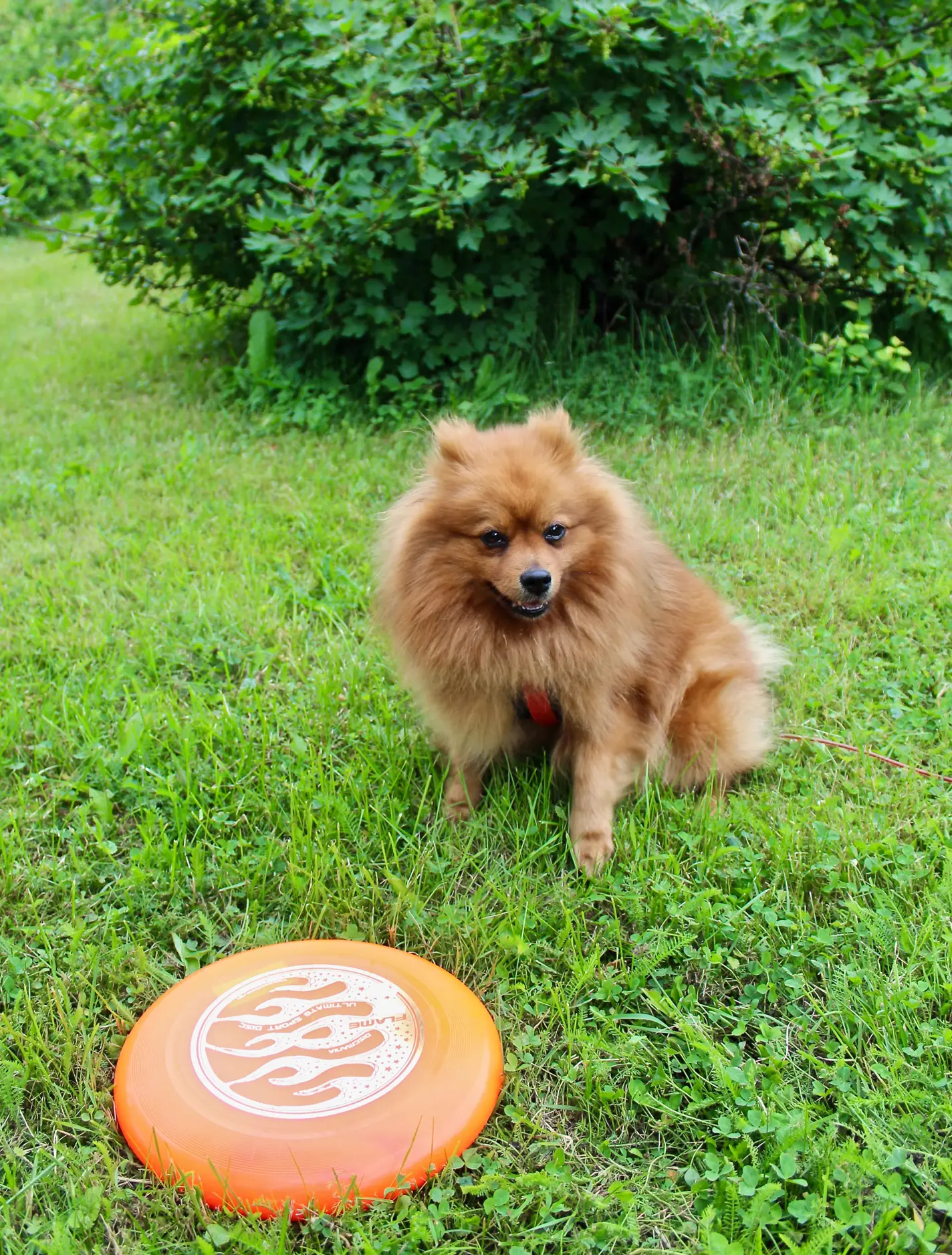 koira-ja-frisbee.jpg