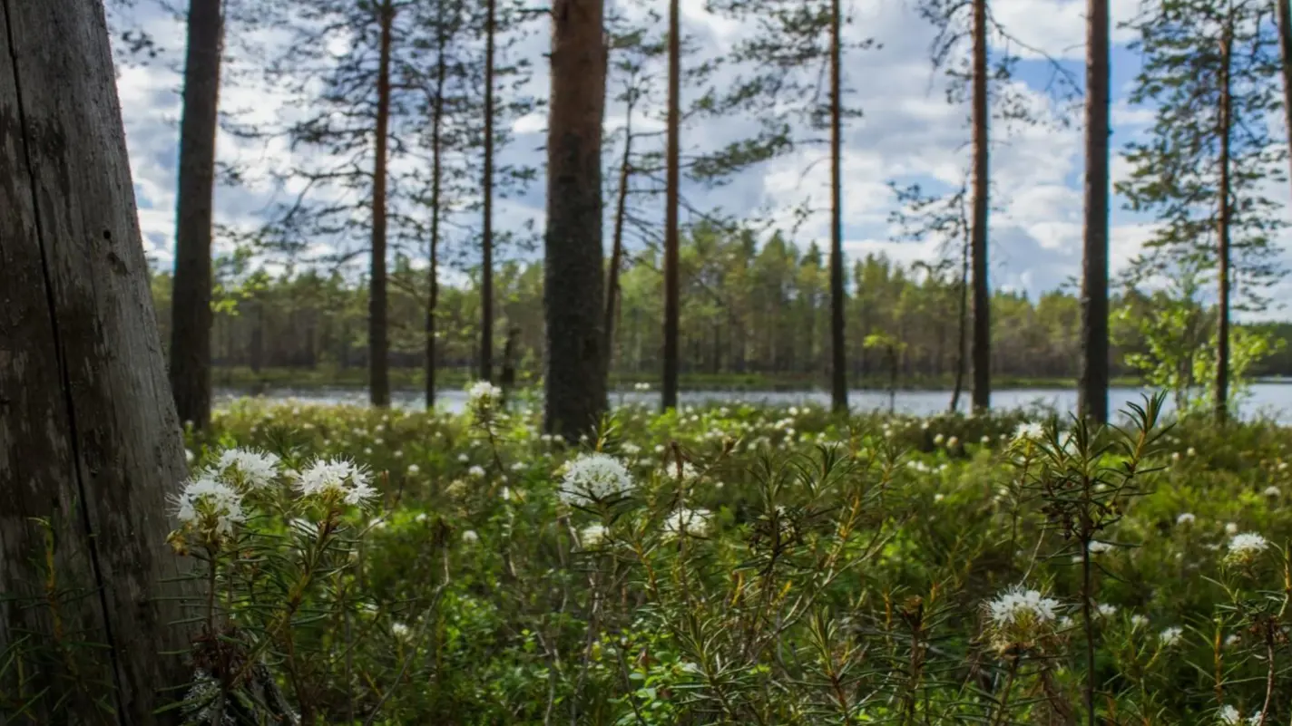 MänttäVilppula Palanteenjärvi Kortteli 1 Tontti 1 UPM Bonvesta